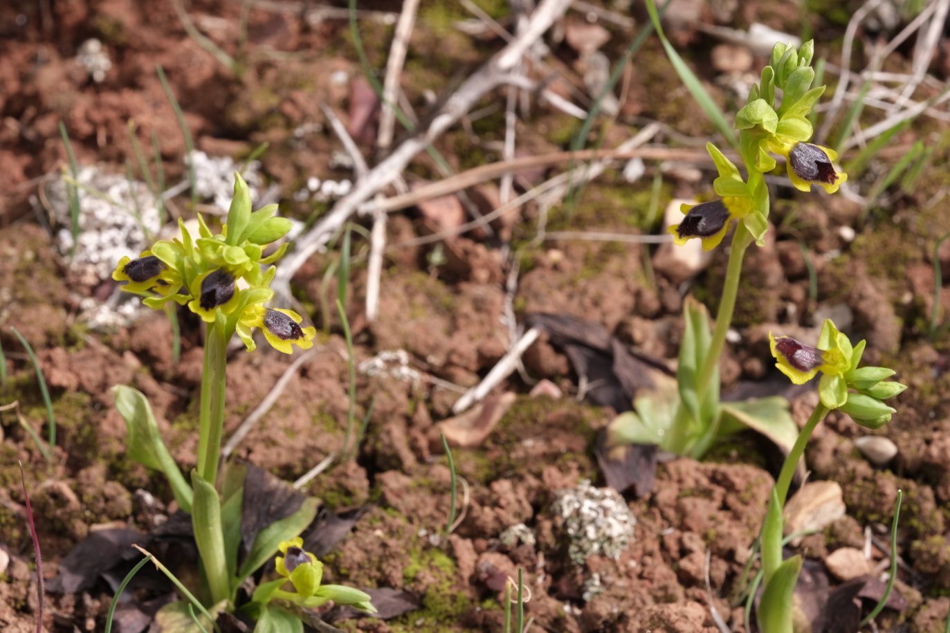 Anno nuovo, orchidee nuove: dalla Grecia con passione.